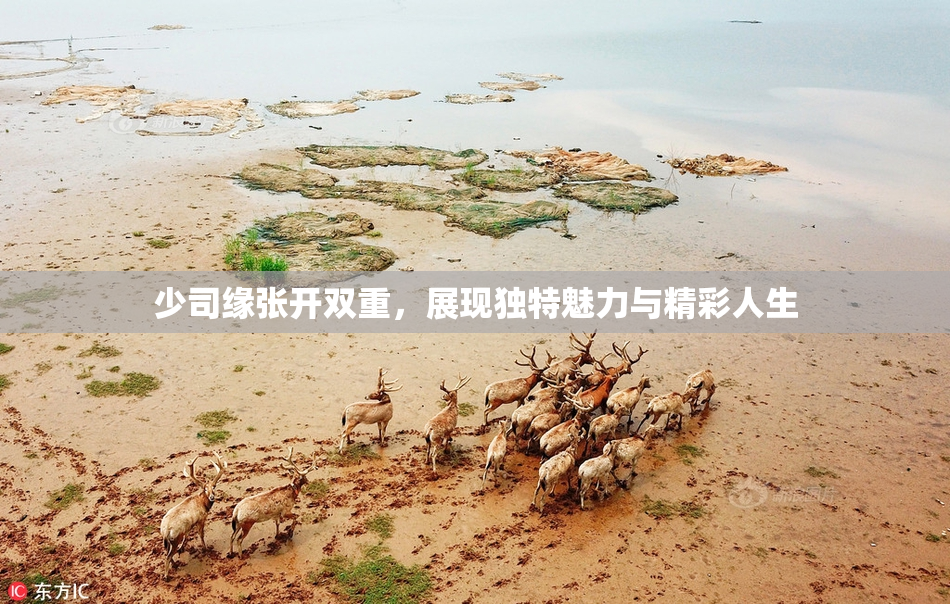 少司缘张开双重，展现独特魅力与精彩人生