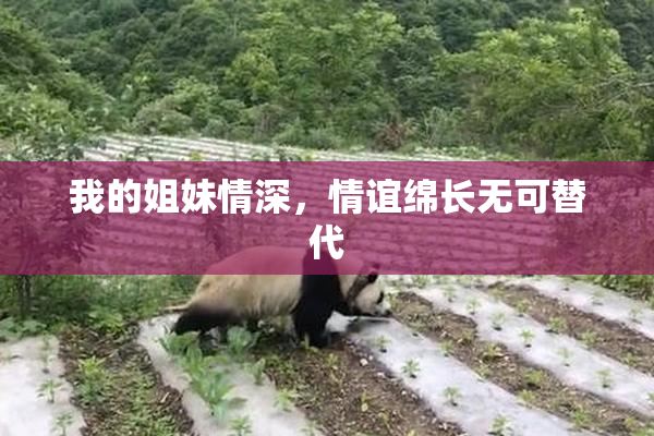 我的姐妹情深，情谊绵长无可替代