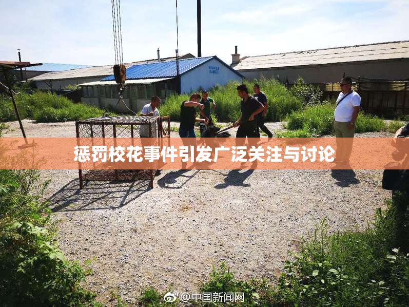 惩罚校花事件引发广泛关注与讨论
