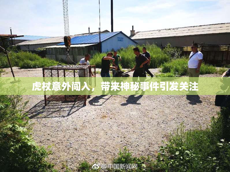 虎杖意外闯入，带来神秘事件引发关注