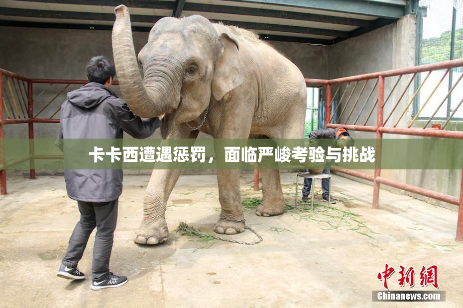 卡卡西遭遇惩罚，面临严峻考验与挑战