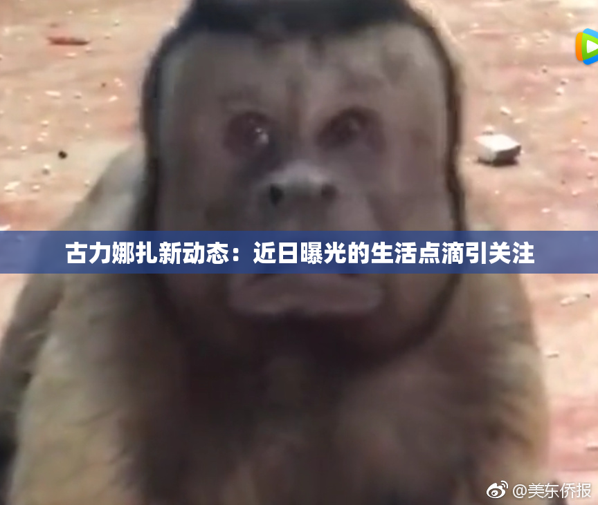 古力娜扎新动态：近日曝光的生活点滴引关注