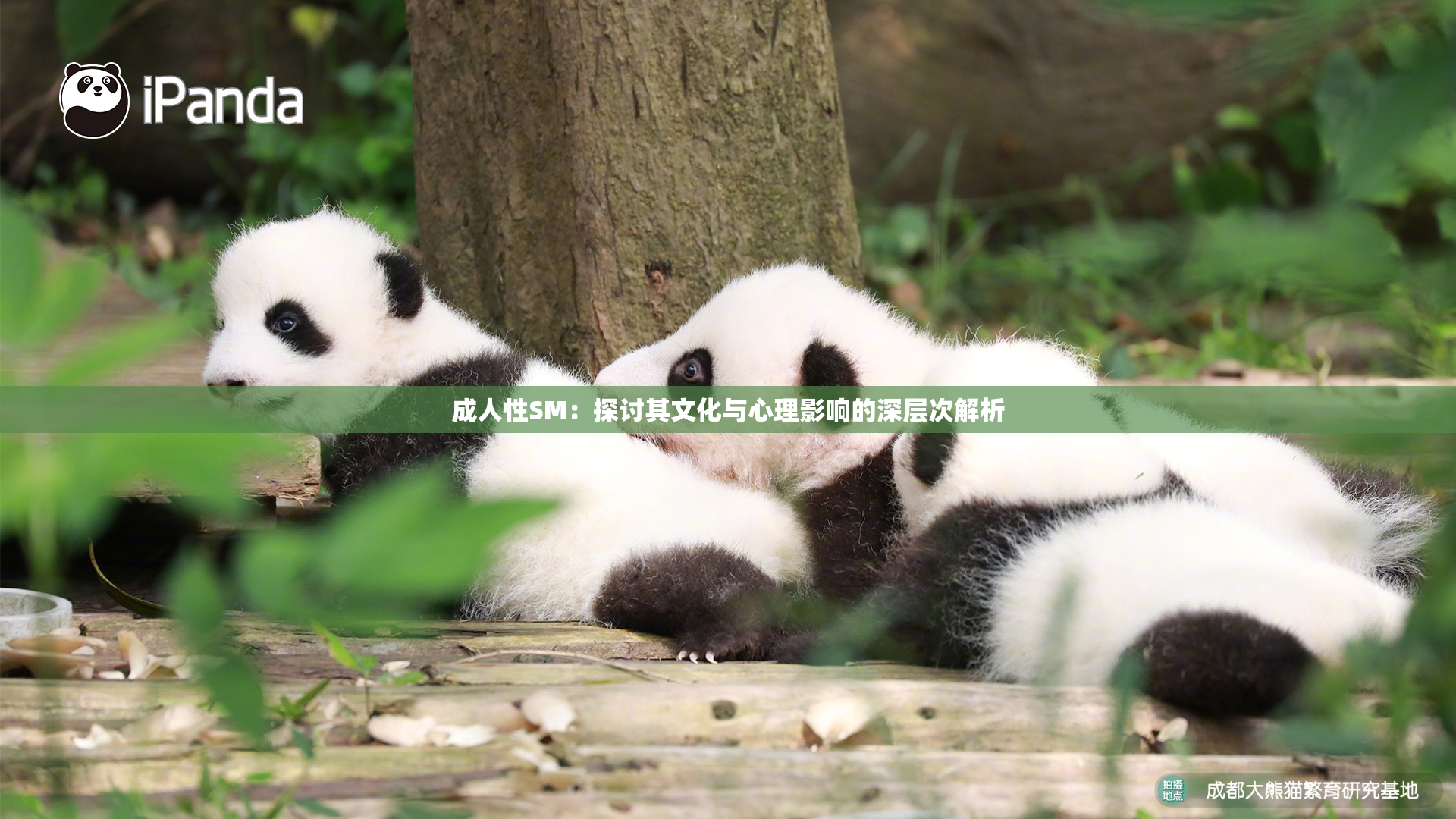 成人性SM：探讨其文化与心理影响的深层次解析