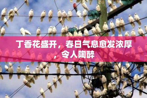 丁香花盛开，春日气息愈发浓厚，令人陶醉