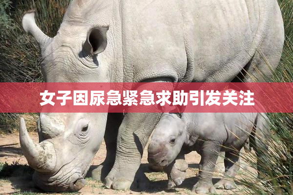 女子因尿急紧急求助引发关注