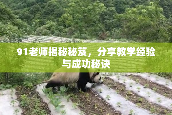 91老师揭秘秘笈，分享教学经验与成功秘诀