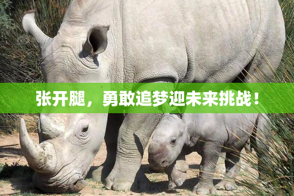 张开腿，勇敢追梦迎未来挑战！