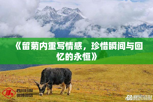 《留菊内重写情感，珍惜瞬间与回忆的永恒》