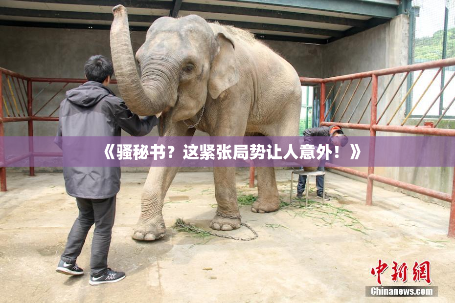 《骚秘书？这紧张局势让人意外！》