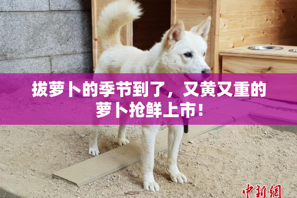 拔萝卜的季节到了，又黄又重的萝卜抢鲜上市！
