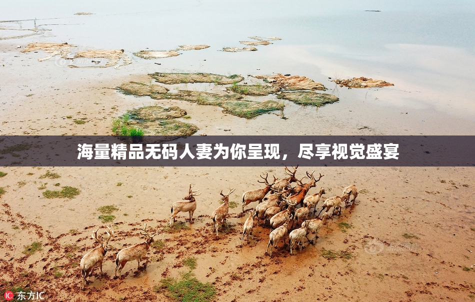 海量精品无码人妻为你呈现，尽享视觉盛宴