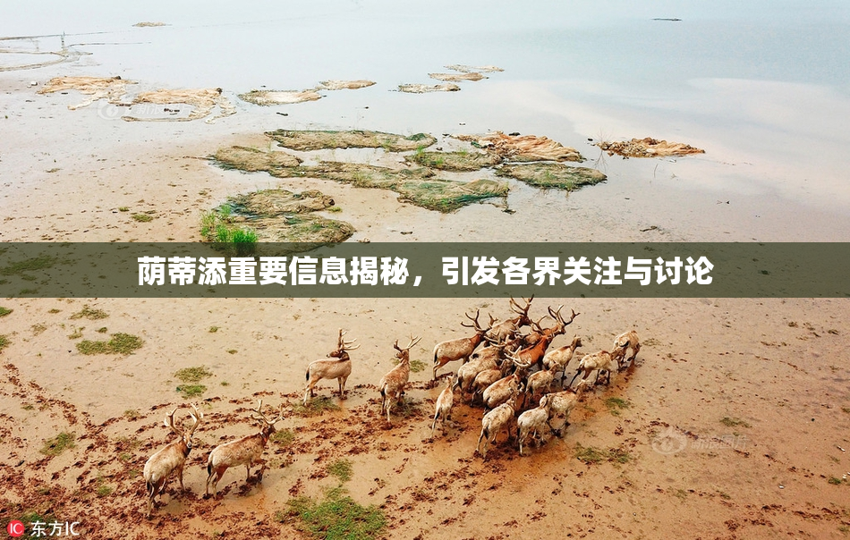 荫蒂添重要信息揭秘，引发各界关注与讨论