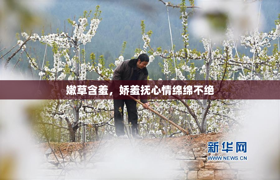 嫩草含羞，娇羞抚心情绵绵不绝