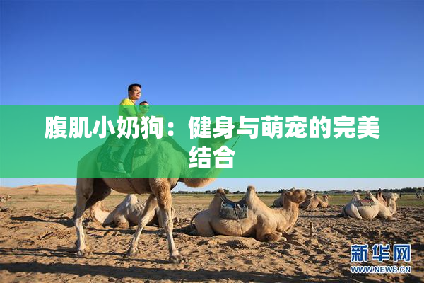 腹肌小奶狗：健身与萌宠的完美结合