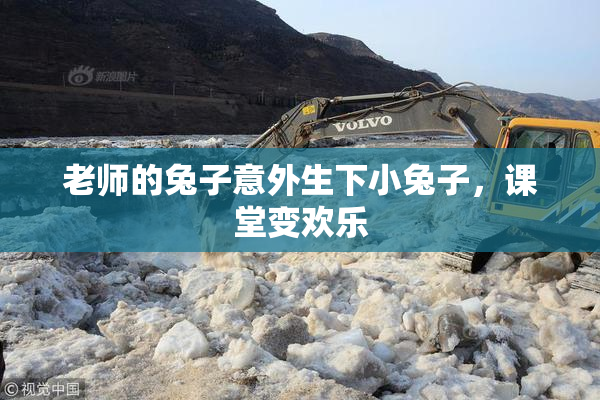 老师的兔子意外生下小兔子，课堂变欢乐