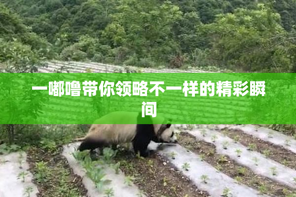 一嘟噜带你领略不一样的精彩瞬间
