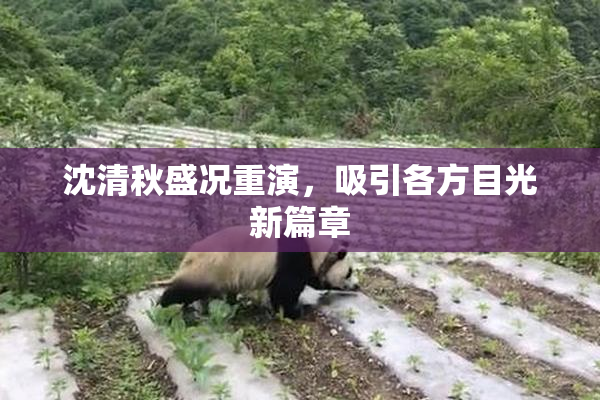 沈清秋盛况重演，吸引各方目光新篇章