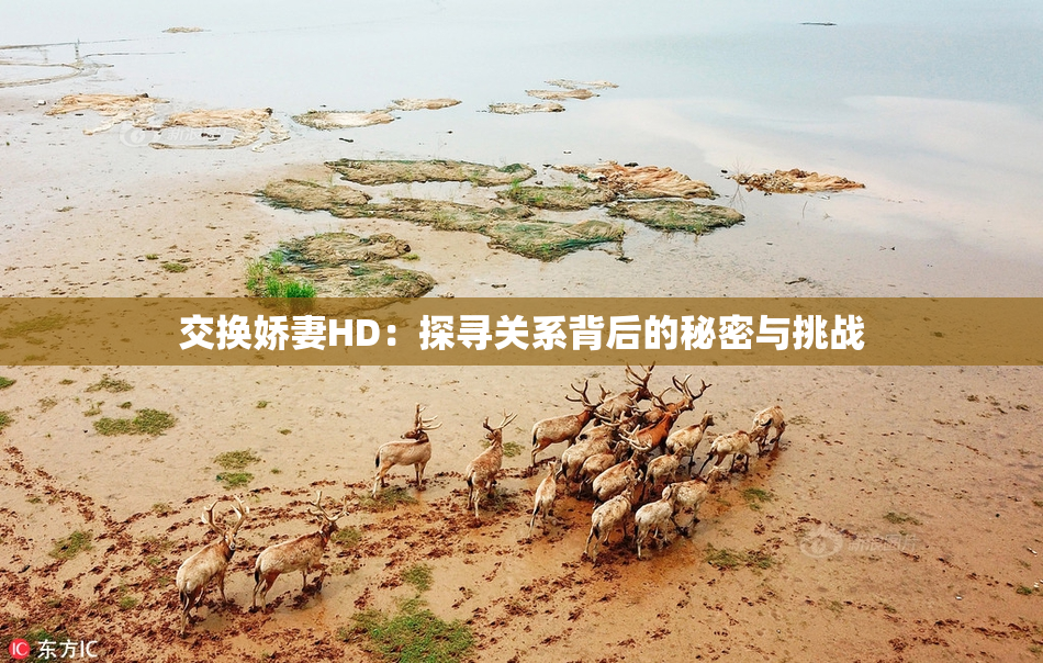 交换娇妻HD：探寻关系背后的秘密与挑战