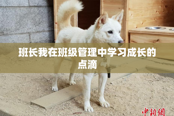 班长我在班级管理中学习成长的点滴