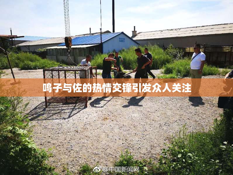 鸣子与佐的热情交锋引发众人关注