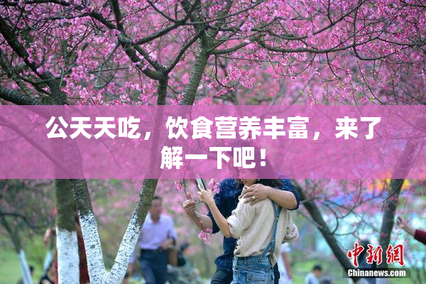 公天天吃，饮食营养丰富，来了解一下吧！