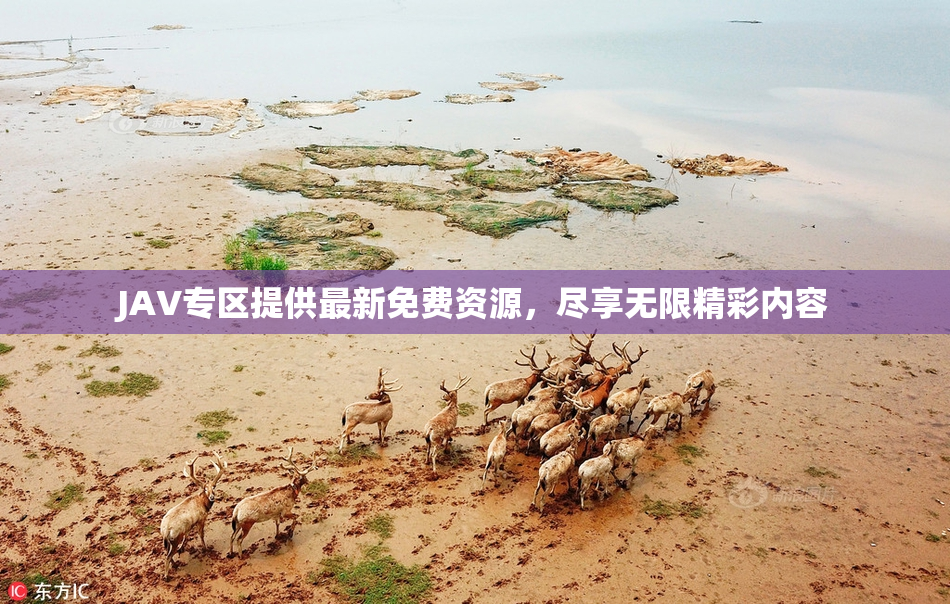 JAV专区提供最新免费资源，尽享无限精彩内容