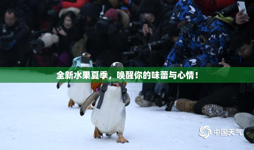 全新水果夏季，唤醒你的味蕾与心情！