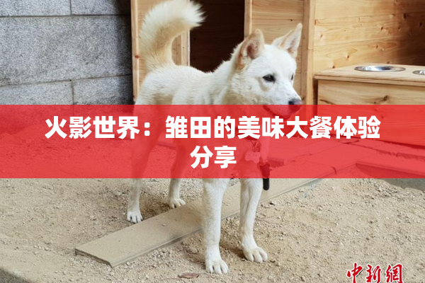 火影世界：雏田的美味大餐体验分享