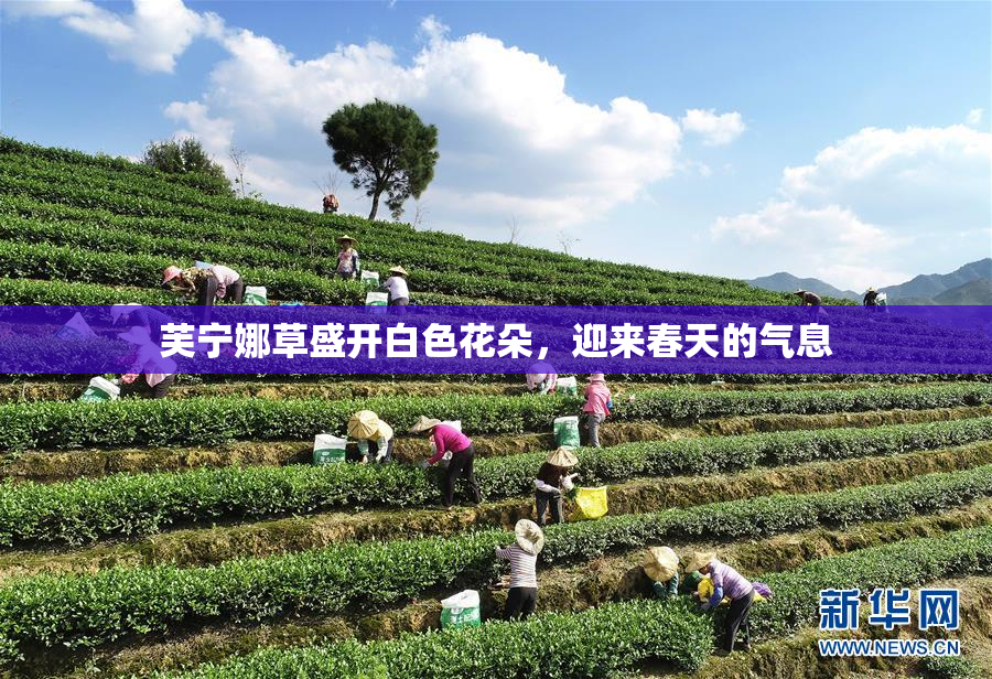 芙宁娜草盛开白色花朵，迎来春天的气息