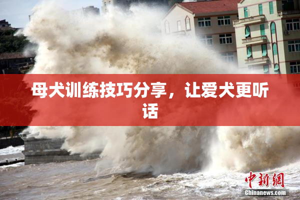 母犬训练技巧分享，让爱犬更听话