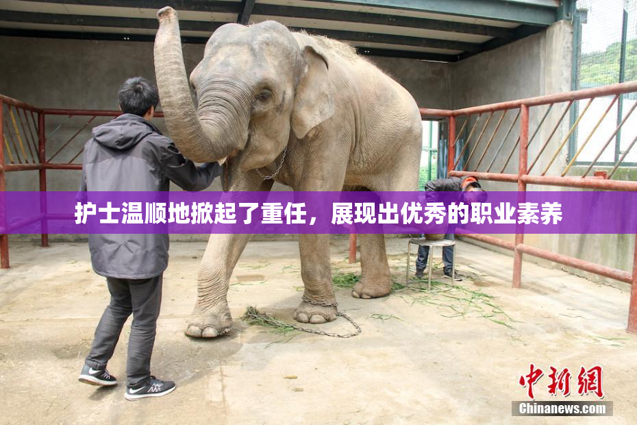 护士温顺地掀起了重任，展现出优秀的职业素养