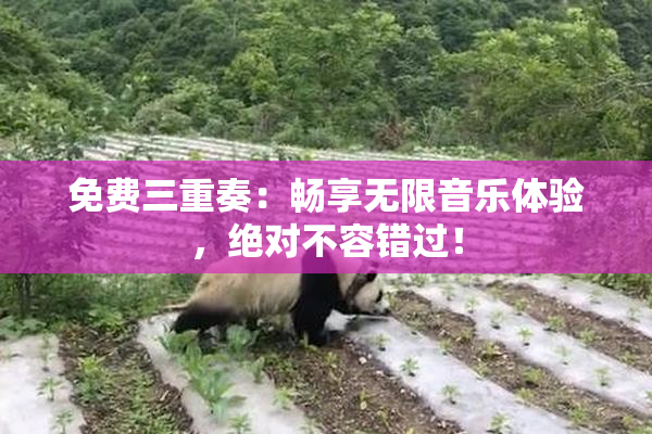 免费三重奏：畅享无限音乐体验，绝对不容错过！