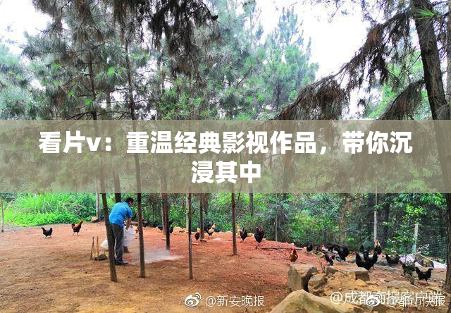 看片v：重温经典影视作品，带你沉浸其中