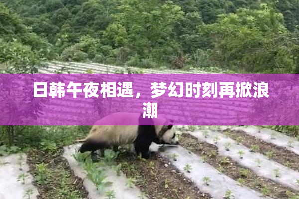 日韩午夜相遇，梦幻时刻再掀浪潮
