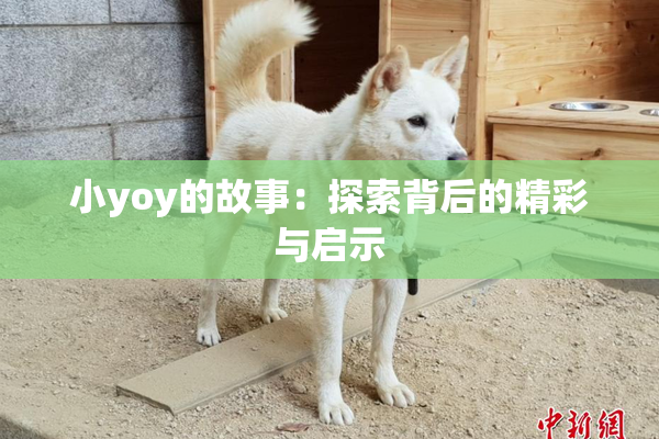 小yoy的故事：探索背后的精彩与启示