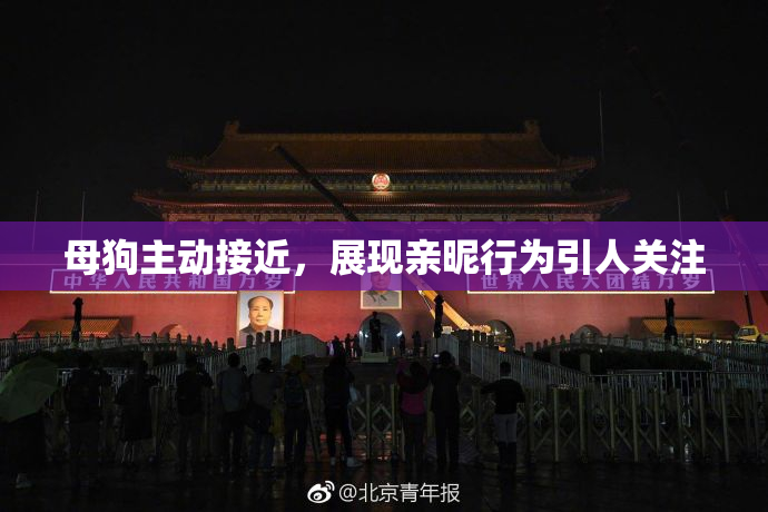 母狗主动接近，展现亲昵行为引人关注