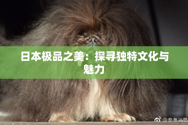 日本极品之美：探寻独特文化与魅力
