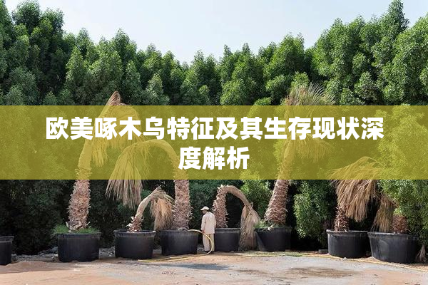 欧美啄木乌特征及其生存现状深度解析