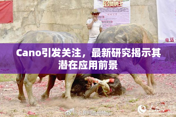 Cano引发关注，最新研究揭示其潜在应用前景
