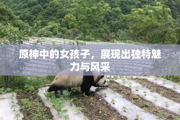原神中的女孩子，展现出独特魅力与风采