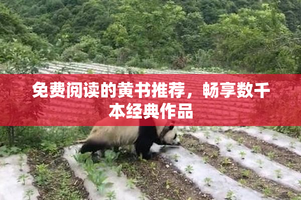 免费阅读的黄书推荐，畅享数千本经典作品