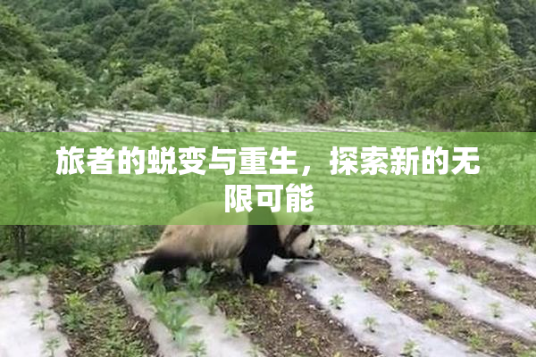 旅者的蜕变与重生，探索新的无限可能