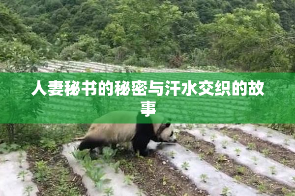 人妻秘书的秘密与汗水交织的故事