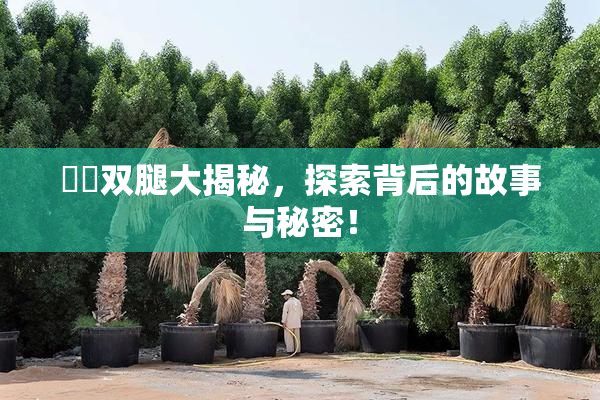 妺妺双腿大揭秘，探索背后的故事与秘密！