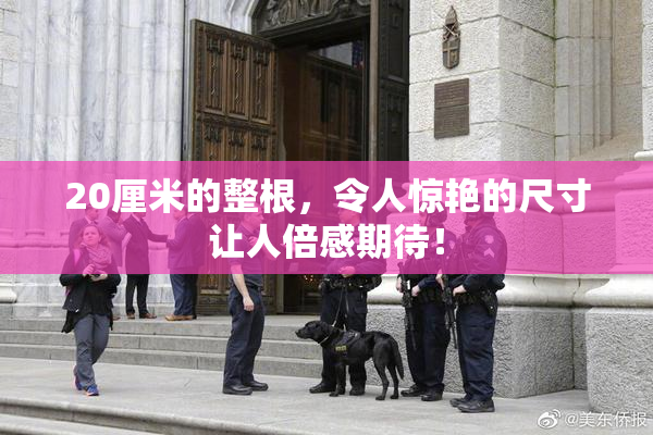 20厘米的整根，令人惊艳的尺寸让人倍感期待！