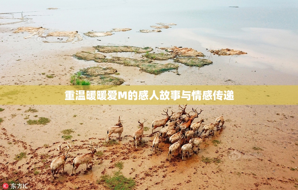 重温暖暖爱M的感人故事与情感传递