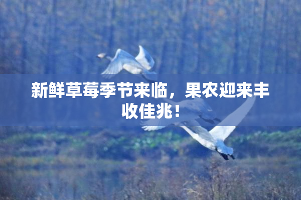 新鲜草莓季节来临，果农迎来丰收佳兆！