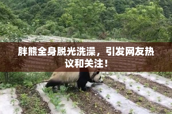 胖熊全身脱光洗澡，引发网友热议和关注！