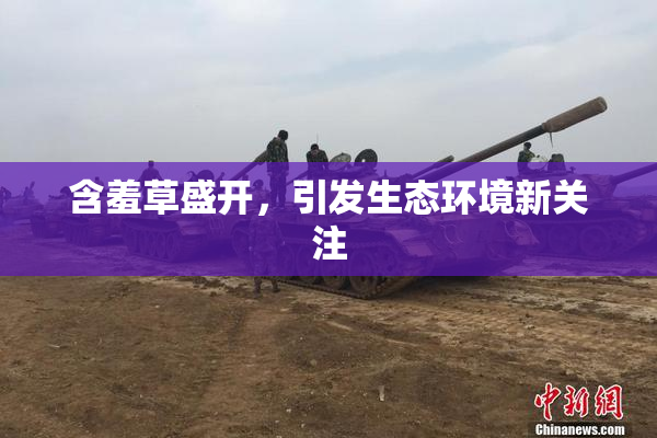 含羞草盛开，引发生态环境新关注