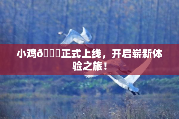 小鸡🐔正式上线，开启崭新体验之旅！